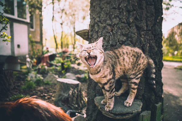 Mourovatá Kočka Zívá Pařez Zahradě — Stock fotografie