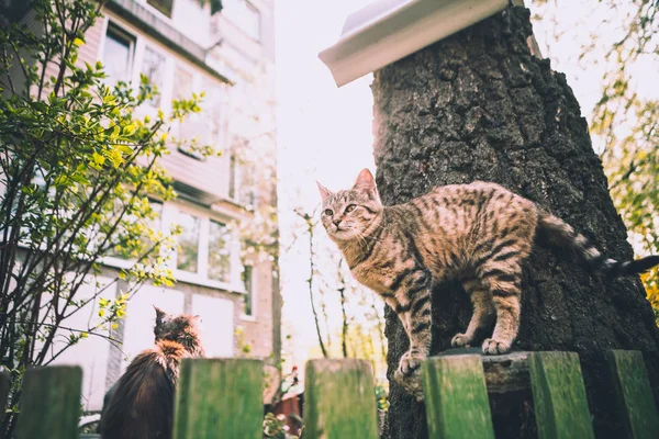 Gato Listrado Fica Perto Árvore Fundo Uma Cerca — Fotografia de Stock