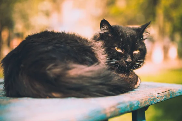 Дорослий Кіт Лежить Розі Дошки Дворі — стокове фото