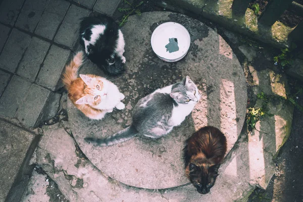 Quatre Chats Couleurs Différentes Assoient Près Plaque — Photo