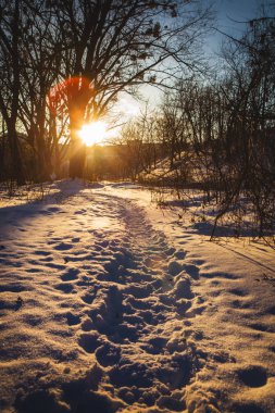 Güneş ağaçların dalları ile bir kış gününde parlar.