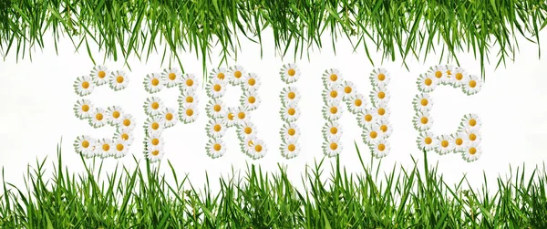 Прекрасне Весняне Слово Напис Ромашкових Квітів Білому Тлі Оточенні Зеленої — стокове фото
