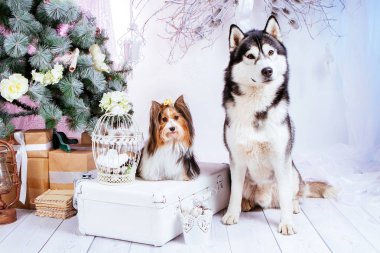 safkan köpekler yılbaşı süslemeleri ve Noel ağacı arka plan üzerinde oturmak