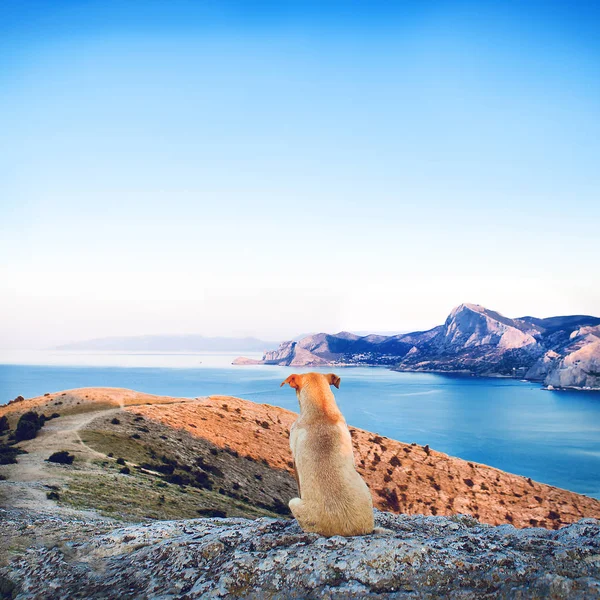 Cão Senta Com Suas Costas Olha Para Borda Com Montanhas — Fotografia de Stock