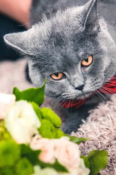 Сірий Чистокровний Кіт Червоним Бантом Шиї Лежав Біля Букета Троянд — стокове фото