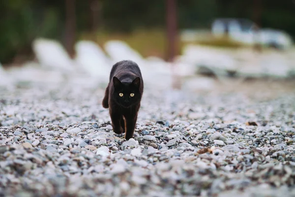 Chat Couleur Noire Aux Yeux Jaunes Marche Long Des Galets — Photo