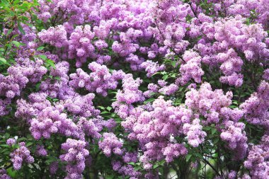 çiçek leylak dalı sokakta ilkbaharda büyümeye