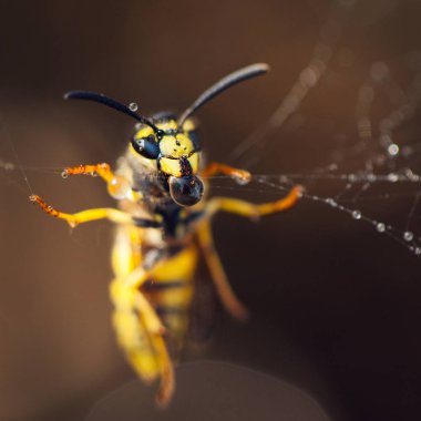 Yaz aylarında Bahçe web dolaşmış arı