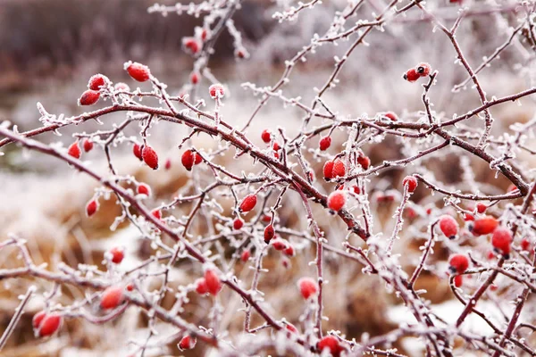 Bush Rose Hips Kışın Hoarfrost Ile Kaplıdır — Stok fotoğraf