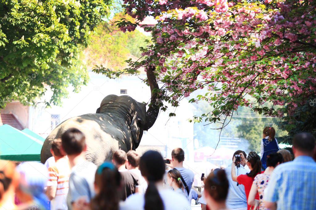 an elephant by proboscis touches a tree branch with flowering surrounded by people in the park in the summer