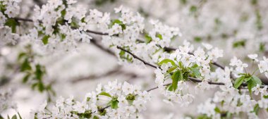meyve bahçesi çiçekli bahar oluşur