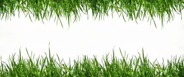 Beyaz arka plan yeşil çim yukarıda ve aşağıda ile süslüdür