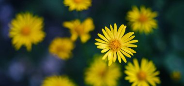 bir sürü yaprakları sarı bir çiçek bahçede baharda büyür.