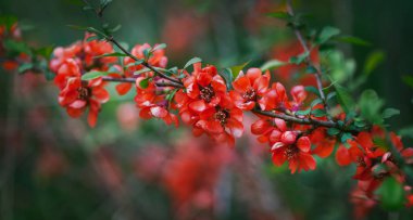 Ayva ağacının dalları kapalı kırmızı çiçek bahar bahçe vardır