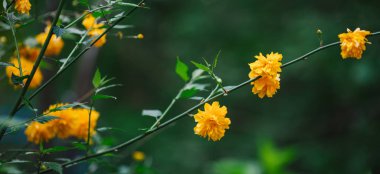 Funda Kerria japonica dallarında bahar bahçede sarı çiçek açıyor