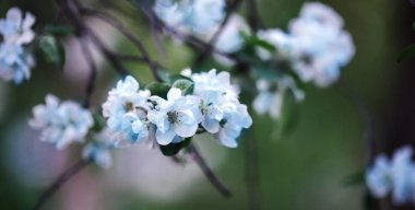 beyaz çiçek çiçekler ilkbaharda sıcak havalarda ağaç dal