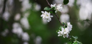 beyaz çiçekli uzun şube aşağı içinde belgili tanımlık Bahçe baharda gidiyor