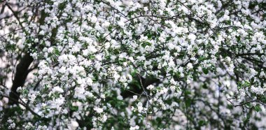bahçede baharda çiçeklenme beyaz meyve ağaçlarının dalları kaplı