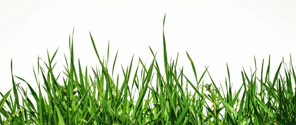 Hierba Verde Representa Desde Abajo Sobre Fondo Blanco — Foto de Stock