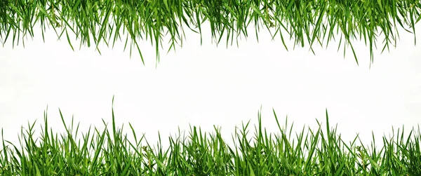Fondo Blanco Está Decorado Con Hierba Verde Arriba Abajo — Foto de Stock