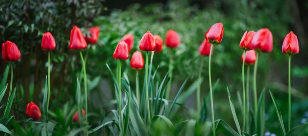 Una Fila Tulipanes Rojos Con Tallo Alto Crece Suelo Patio — Foto de Stock