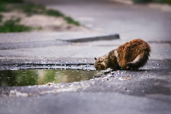 Puszysty Kot Czarno Brązowy Kolor Wody Pitnej Kałuży Drodze Deszczu — Zdjęcie stockowe