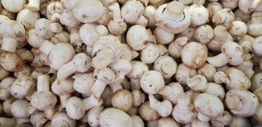 Şampiyon mantarları tezgahta doku olarak satılır.