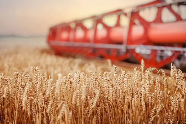 Красивый Размытый Фон Поля Пшеницей Трактором — стоковое фото
