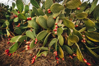 Sıcak ülkelerde büyük bir dikenli armut çalısı yetişir.