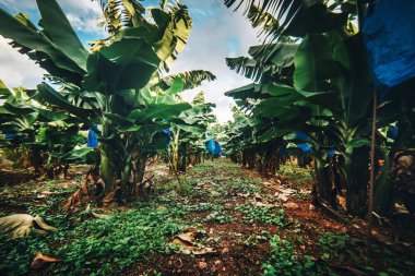 Muz ağaçlarıyla dolu geniş bir alan..
