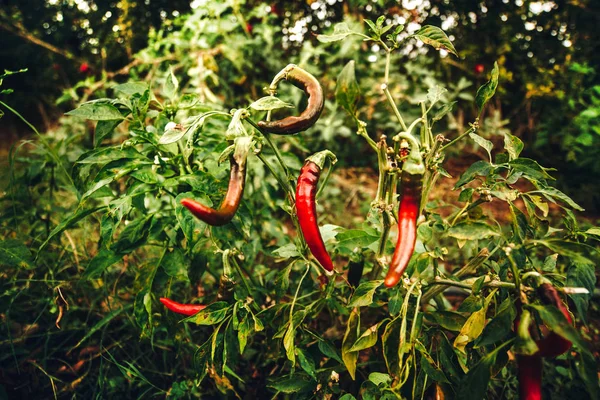 Chili pepper grows in a garden in the village