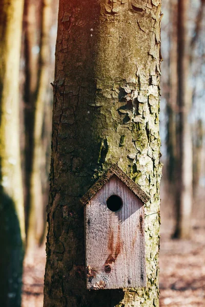 春の森の木に釘で打ち付けられた放棄された鳥の家 — ストック写真