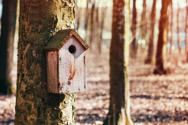 古い鳥の家は春の森の木に釘を打ち — ストック写真