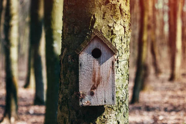 森の木の上に吊るされた古い鳥の家 — ストック写真