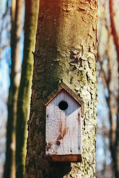 冬の森の木に釘で打ち付けられた放棄された鳥の家 — ストック写真