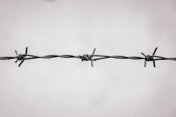 barbed wire on a white background. Macro shooting