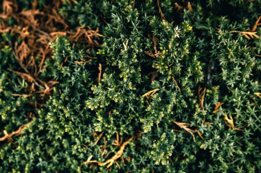 thuja ağacı deseni, yeşil arkaplan