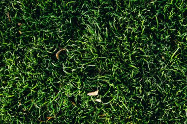 Yeni bahar otunun dokusu. Yukarıdan görünüm