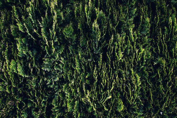 Thuja Ağacı Deseni Yeşil Arkaplan — Stok fotoğraf