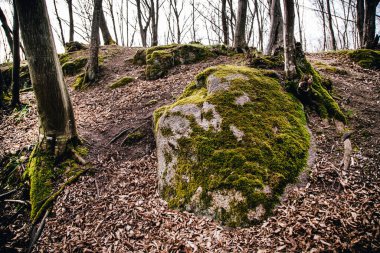 Taşların ve kayaların üzerinde büyüyen yoğun yeşil yosun dokusu.