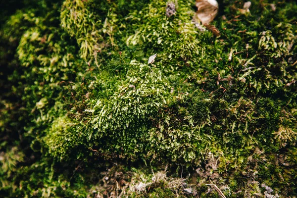 Texture Muschio Verde Klimatsium Albero Come Cresce Nella Foresta — Foto Stock