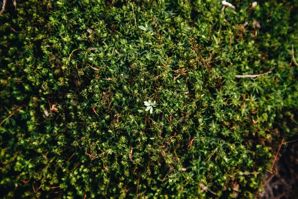 Yeşil Yosun Sphagnum Türünün Dokusu Kukuşkin Keteni Yaygın Politrikom Ağaçta — Stok fotoğraf