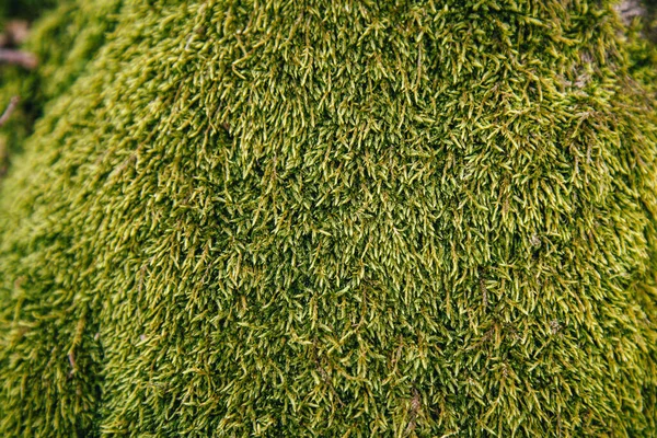 Texture Verde Muschio Klimatsium Crescere Una Foresta Albero — Foto Stock