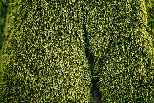 Grünes Moos Textur Klimatsium Wachsen Wald Auf Einem Baum — Stockfoto