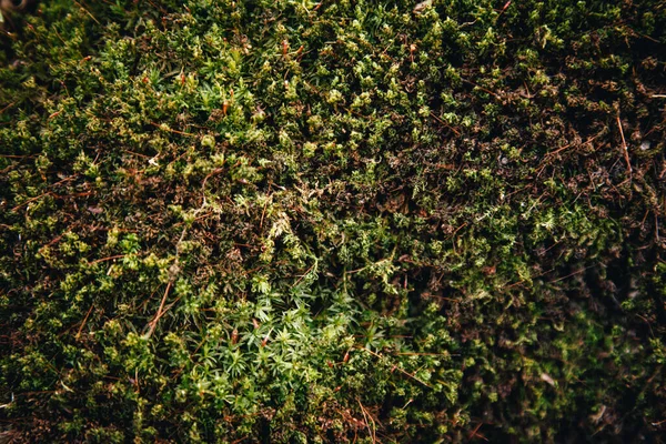 Yeşil Yosun Sphagnum Türünün Dokusu Kukuşkin Keteni Yaygın Politrikom Ağaçta — Stok fotoğraf