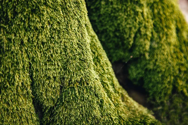 Verde Muschio Texture Vista Del Climazio Crescere Una Foresta Albero — Foto Stock