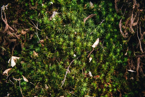 Vista Texture Muschio Verde Lino Kukushkin Polytrichum Comune Cresce Nella — Foto Stock