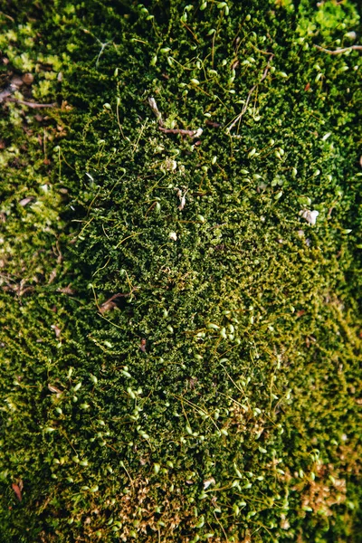 Texture Muschio Verde Polytrichum Comune Cresce Una Foresta Sulla Terra — Foto Stock