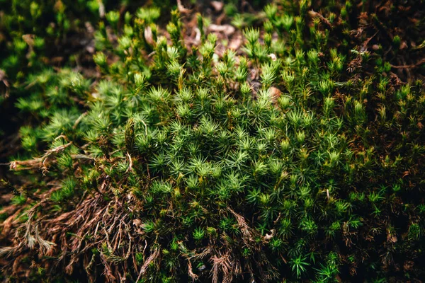 Vista Texture Muschio Verde Lino Kukushkin Polytrichum Comune Cresce Nella — Foto Stock