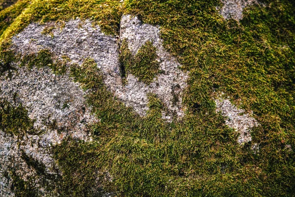 Tessitura Tappeto Verde Denso Muschio Che Cresce Pietre — Foto Stock